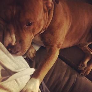 Meet your Posher, Abigail